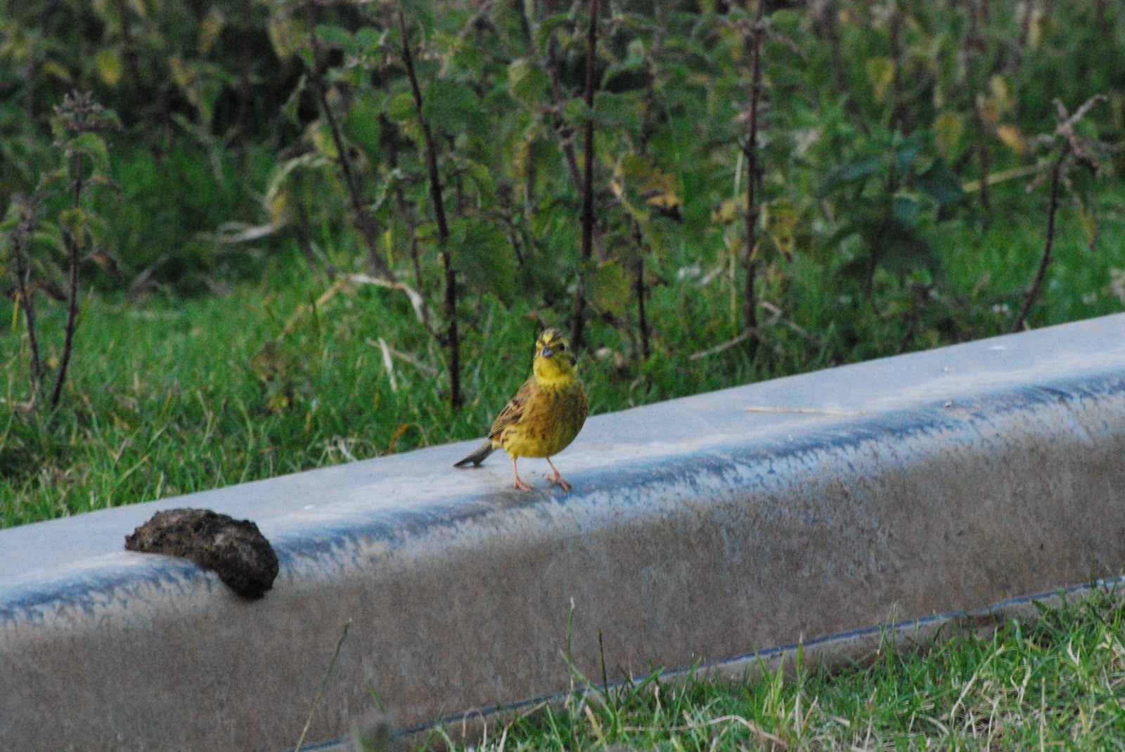 Birdlife around East Prawle