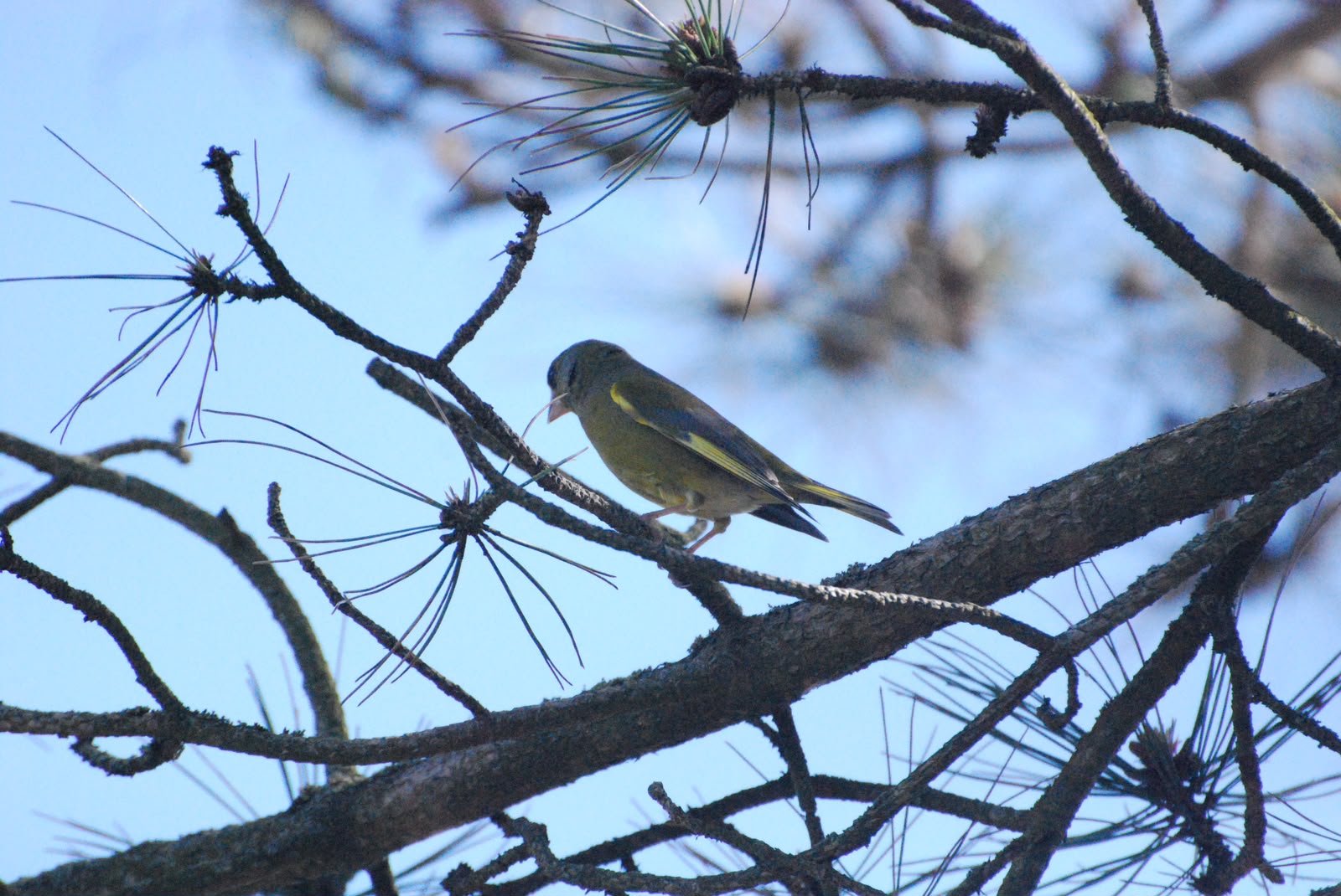 Bird in the hedgerows around East Prawle