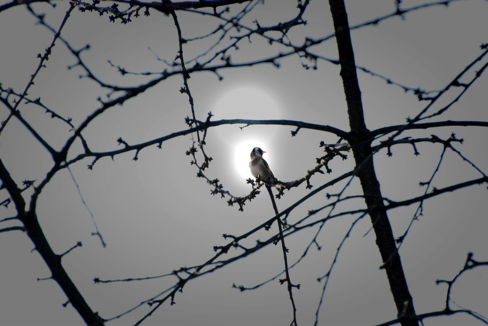 Birdwatching around East Prawle