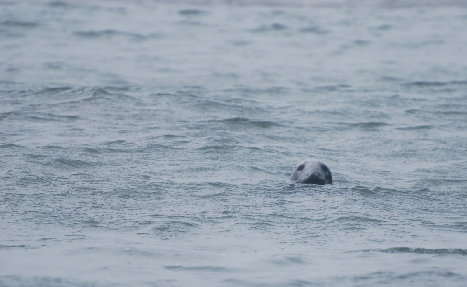 Seal seen around the South Devon coast